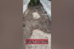 زندگی با معلم زبان: